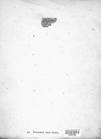 Verrucaria varia image